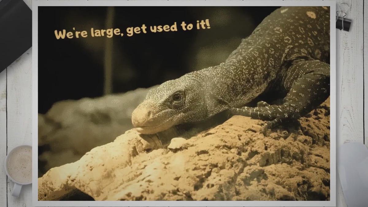 7 Of The Largest Pet Lizards – The Biggest Lizards You Can Own