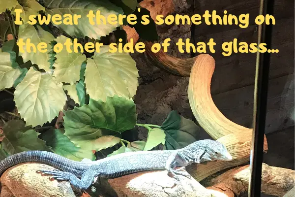 Image of an ackie monitor seeing something on the other side of the glass