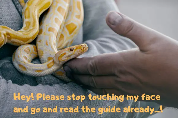Image of a ball python saying: Hey! Please stop touching my face and go and read the guide already!