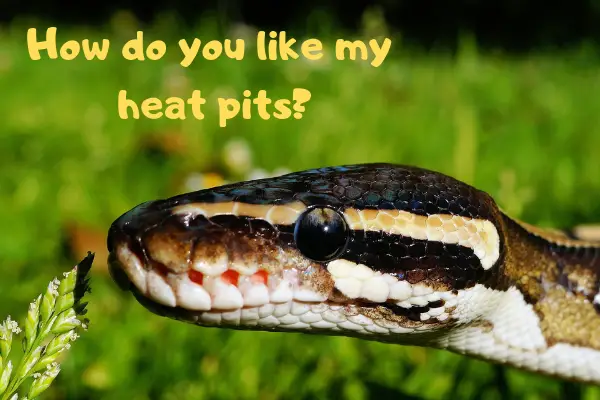 Picture of a ball python asking how you like his heat pits.