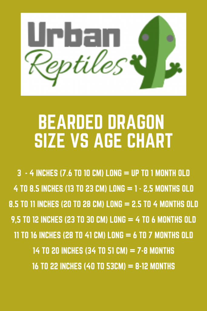 Bearded Dragon Age Chart