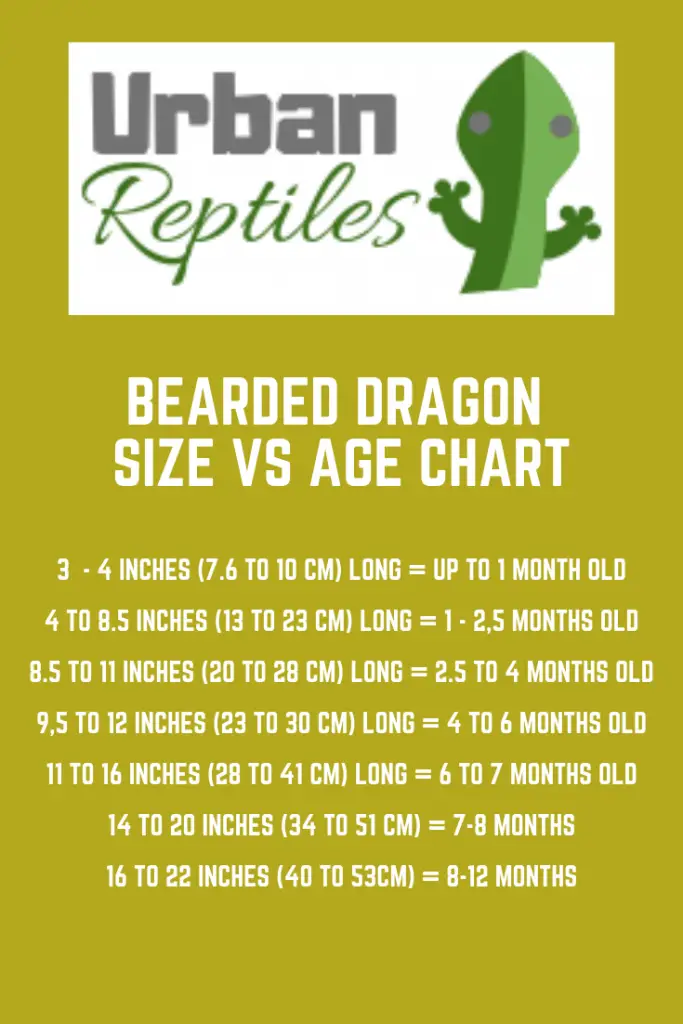 Bearded Dragon Age Size Chart