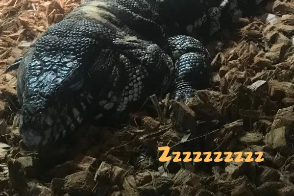 An Argentine tegu fast asleep