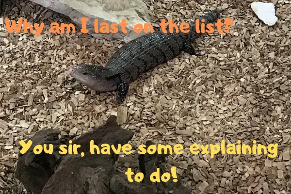 A blue tongue skink that's upset about being the last pet reptile on the list!