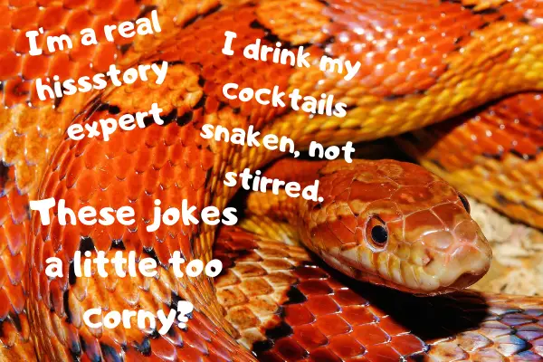 Image of a corn snake telling some corny jokes