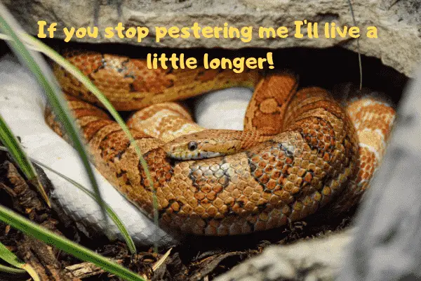 Corn snake saying that if you stop bothering him he'll live a little longer.