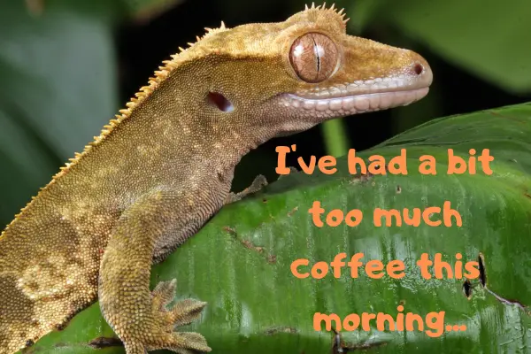 Image of a crested gecko that's had a bit too much coffee