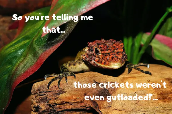 Picture of a lizard with the text: "so you're telling me those crickets weren't gutloaded?" around it.