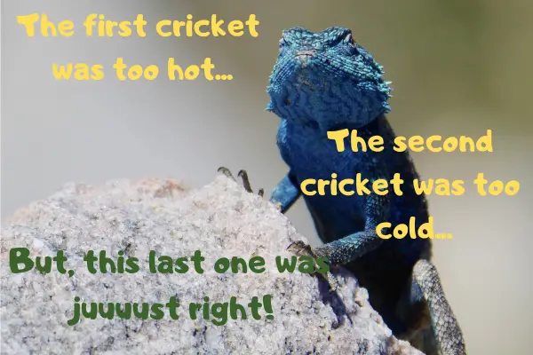 Image of a lizard with the text: the first cricket was too cold, the second cricket was too warm, but the last one was just right!