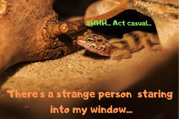 Image of a leopard gecko telling himself to act casual as someone keeps staring into his window.