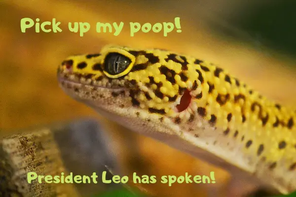 Leopard gecko telling its owner to pick up their poop