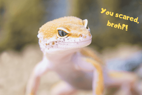 Leopard gecko asking if you're scared to feed it.