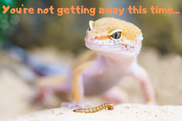 A leopard gecko eating