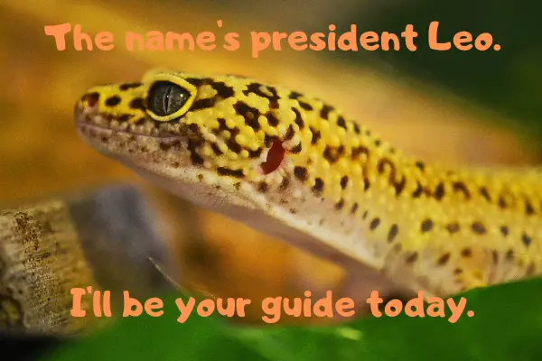 Image of a leopard gecko introducing himself as president Leo.