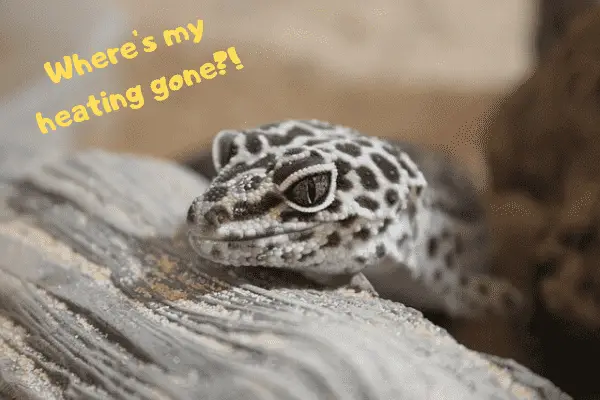 Image of a leopard gecko complaining that their heating has gone.