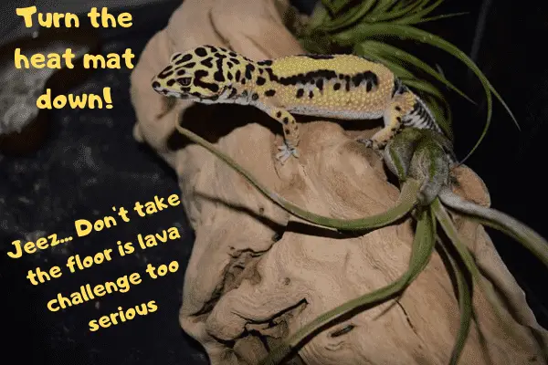 Image of a leopard gecko telling its owner to turn heating down and stop taking the floor is lave challenge as seriously.