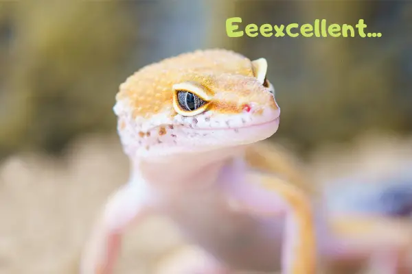 Image of leopard gecko saying: Excellent!