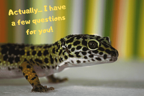 Image of a leopard gecko stating it has a few questions