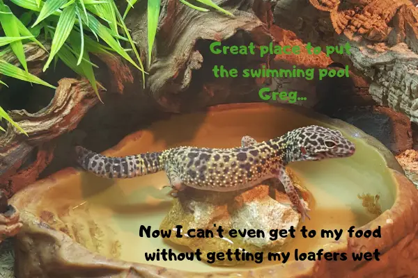 An image of a Leopard gecko complaining about the placement of his water dish