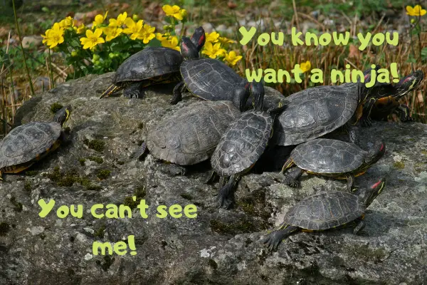 Image of red-eared sliders grouping up together in the sun