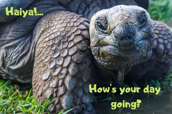 Russian tortoise asking how your day is going