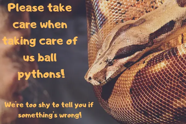 An image of a ball python with the text: Please take care when taking care of a ball python!