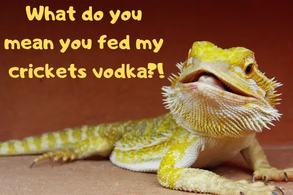 Picture with the phrase: What do you mean you fed my crickets vodka, on top of a bearded dragon.