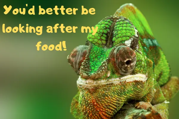 Chameleon with text saying: "You'd better be looking after the crickets"