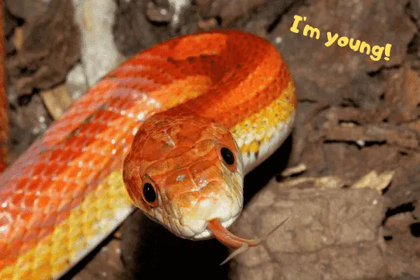 Corn snake saying that she's young!