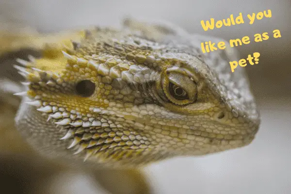 Bearded dragon asking if you would like them as a pet.