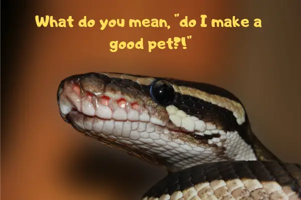Ball python who's angry at the question of whether it makes a good pet or not.
