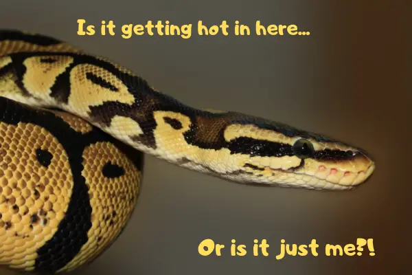 Ball python asking questions about the temperature