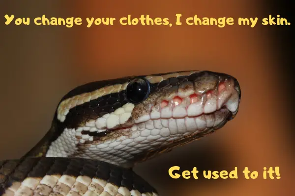 Image of a ball python telling his owner to get used to him shedding.