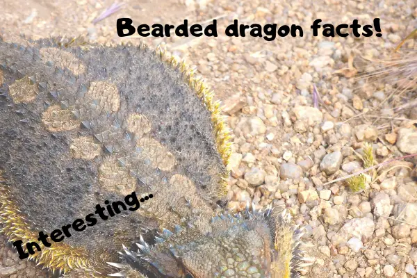 An image with the headline: "bearded dragon facts"