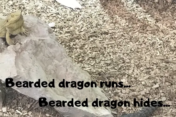 An image with the text: "Bearded dragon runs... Bearded dragon hides..."