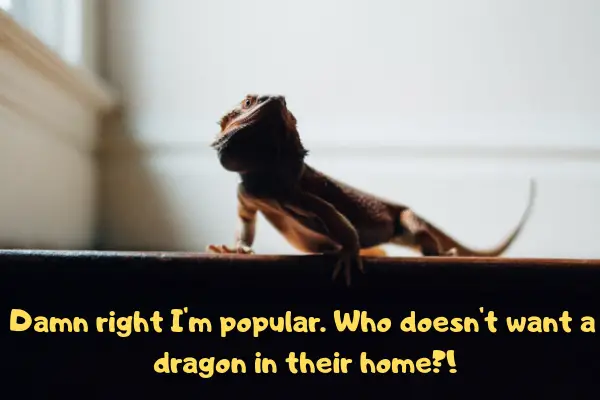 A bearded dragon asking: "Who doesn;t want a dragon in their home?!"