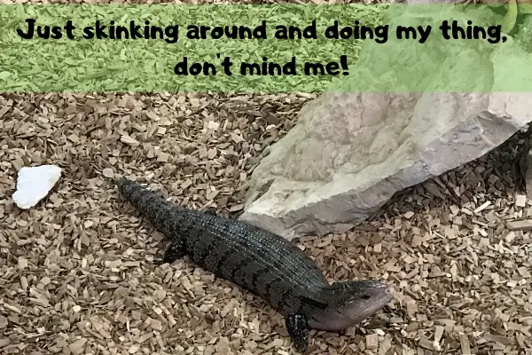 An image of a skink doing his thing while you read the blue tongue skink facts!