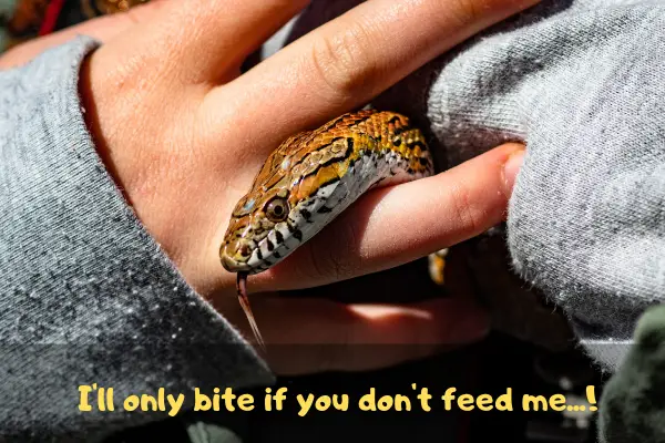 An aggressive corn snake that's actually joking