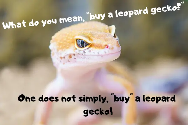 Image of a leopard gecko who doesn't agree with the buyer.