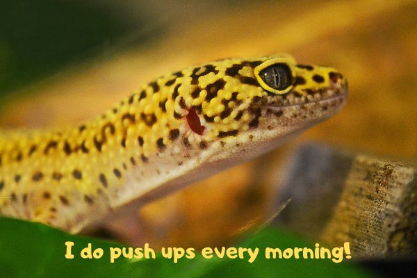 A healthy leopard gecko telling the camera they do push ups every morning.