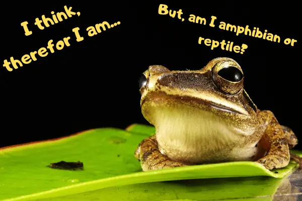 Are Frogs Reptiles or Amphibians? - Urban Reptiles