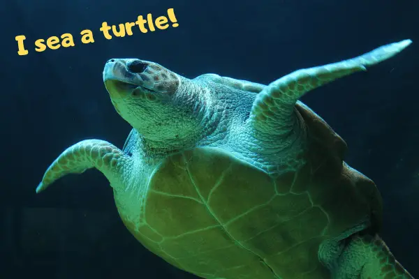 Are Turtles Reptiles or Amphibians? - We know! - UrbanReptiles