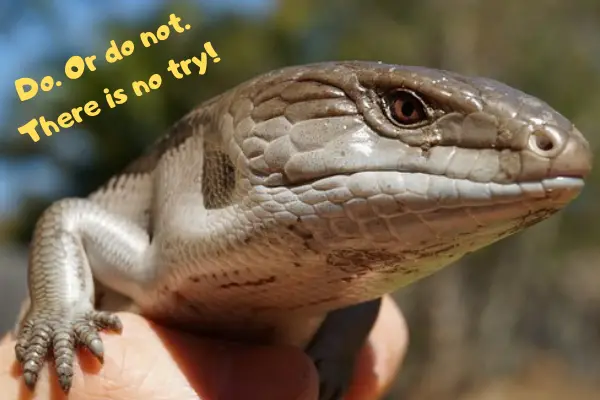 blue tongue lizard heat lamp