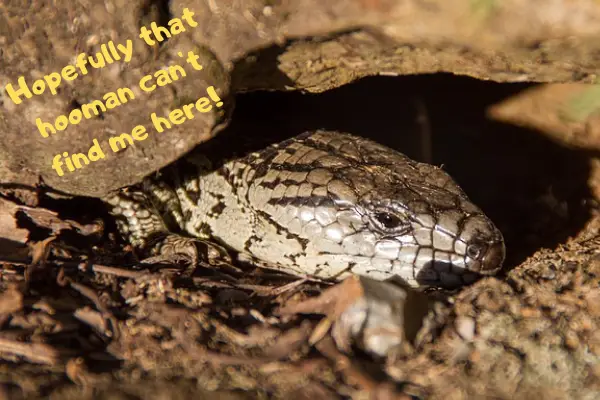 A blue tongue skink hiding out