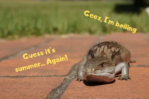 Image of a blue tongue skink complaining about the heating