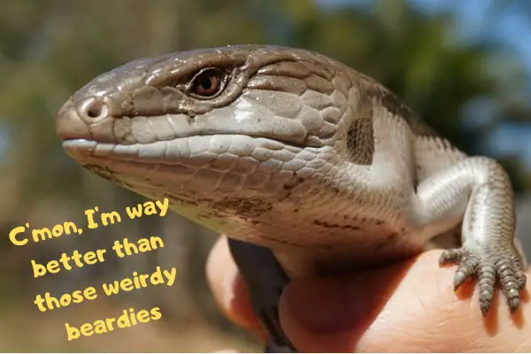 A blue tongue skink saying he's better in the blue tongue skink vs bearded dragon match up