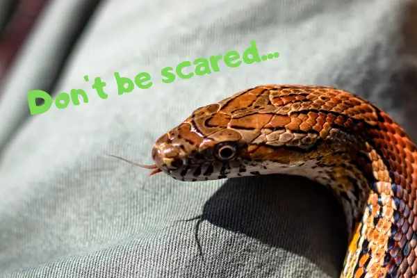 A corn snake telling you not to be scared and think it's a copperhead