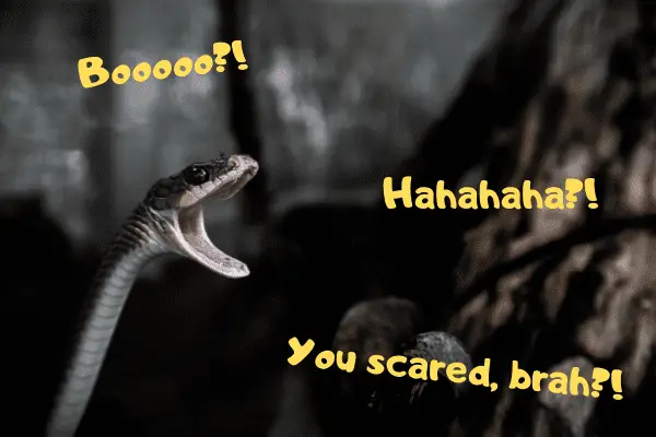 Image of a snake scaring someone