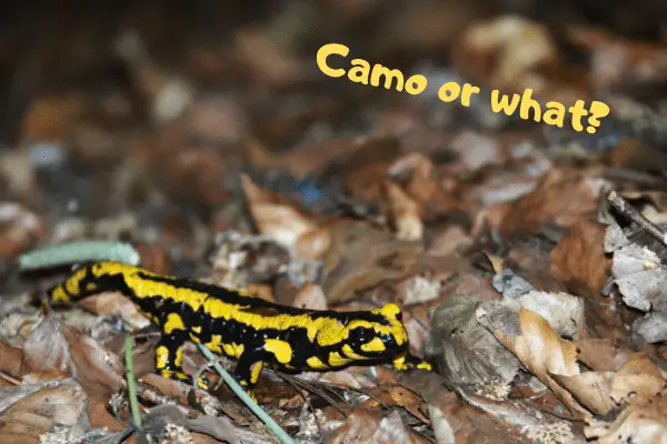 Image of an amphibian salamander