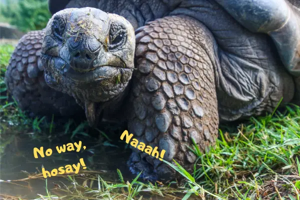 Tortoise saying he's better in the match up of turtle vs tortoise